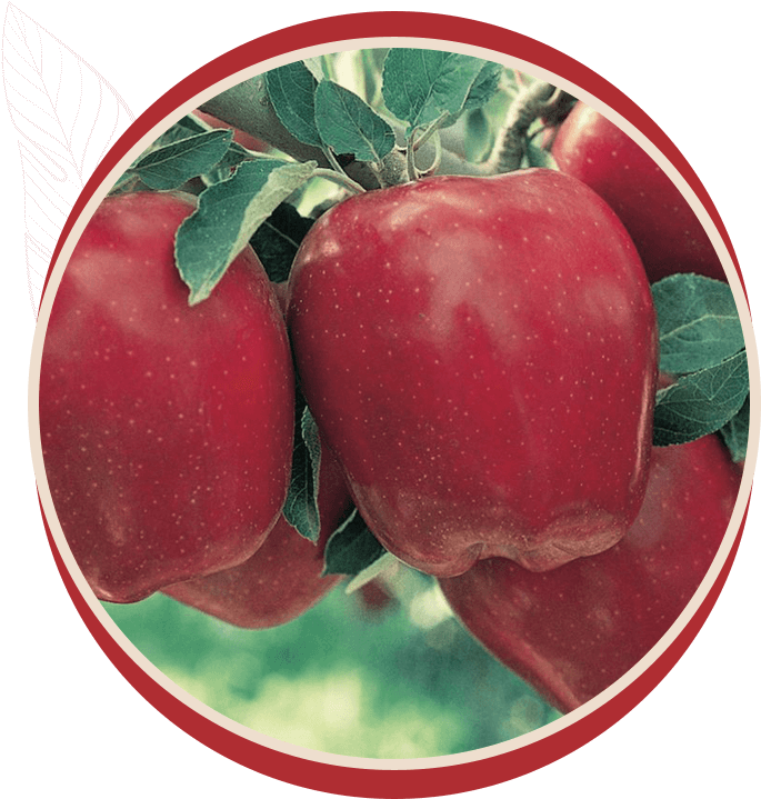 Portrait of fresh apples