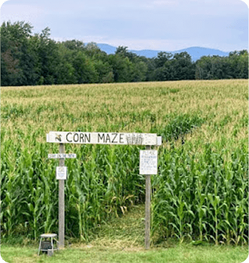 Portrait of Corn Maze