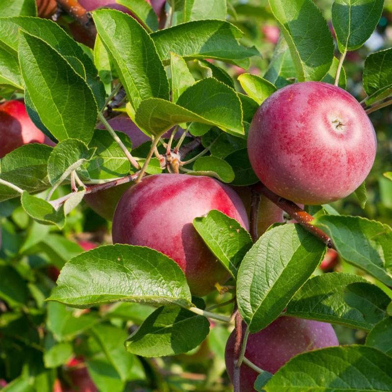 Portrait of fresh apples in a garden