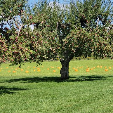 Pumpkins in a garden