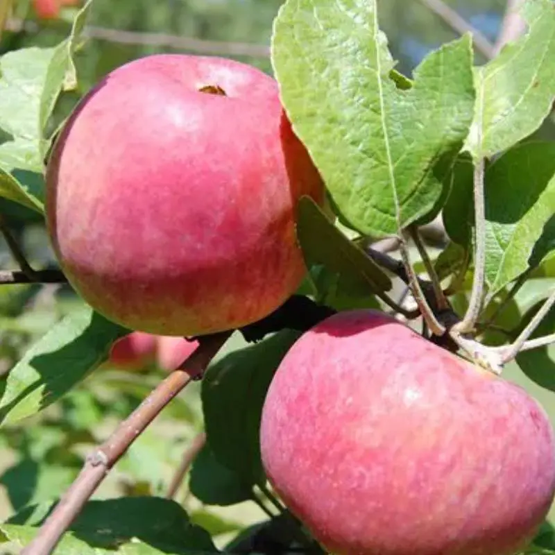 Washburn's Windy Hill Orchard